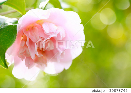 ツバキ・盛装 39873745