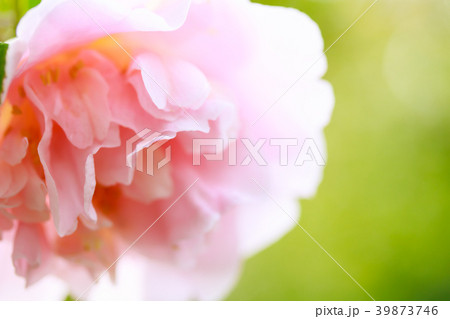 ツバキ・盛装 39873746