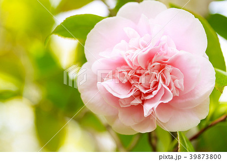 桃色唐子咲きの椿 39873800