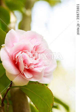 桃色唐子咲きの椿 39873801