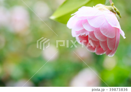 ツバキ・通い鳥 ツバキ・通い鳥 39873836