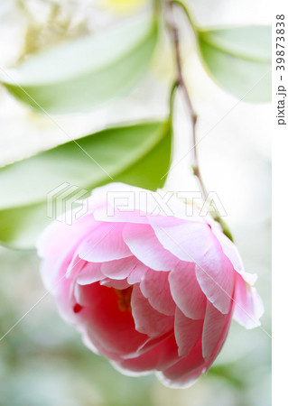 ツバキ・通い鳥 39873838