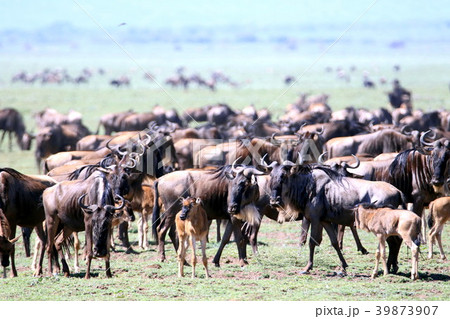セレンゲティ国立公園 39873907