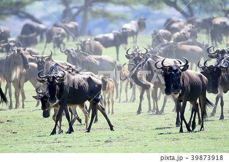 セレンゲティ国立公園 39873918