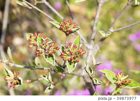 つぼみをつけたオオチョウジガマズミ つぼみをつけたオオチョウジガマズミ 39873977