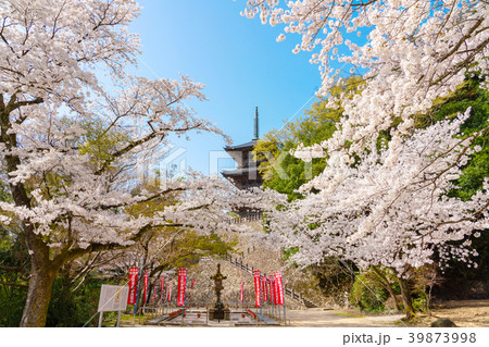 〈島根県〉安来市 清水寺 三重塔と桜 〈島根県〉安来市 清水寺 三重塔と桜 39873998