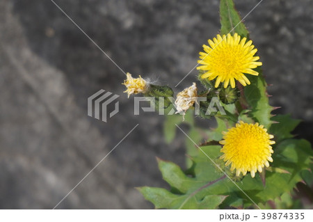 たんぽぽ 39874335