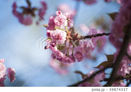 Beatiful pink sakura blooming in spring on blue 39874337