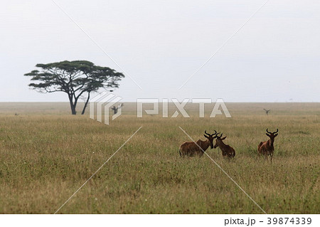 セレンゲティ原風景 39874339