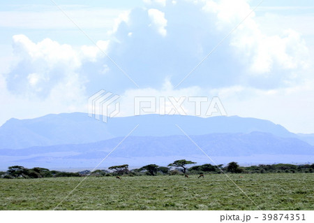 セレンゲティ原風景 39874351