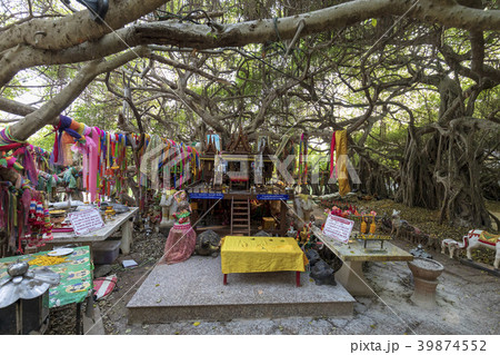 タイ国ピマーイのサイガーム公園の巨大な樹 39874552