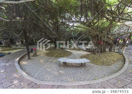 タイ国ピマーイのサイガーム公園の巨大な樹 39874553