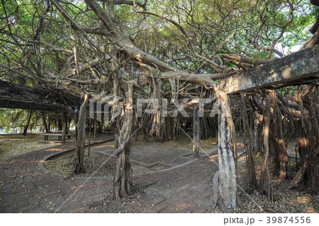 タイ国ピマーイのサイガーム公園の巨大な樹 タイ国ピマーイのサイガーム公園の巨大な樹 39874556