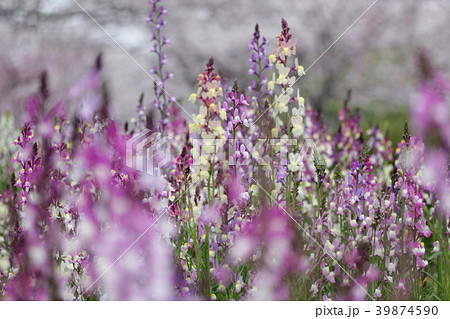 ヒメキンギョソウ 39874590