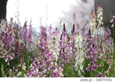 ヒメキンギョソウ ヒメキンギョソウ 39874591