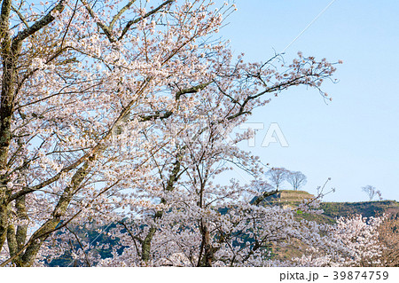 〈島根県〉安来市　桜と月山富田城跡 39874759
