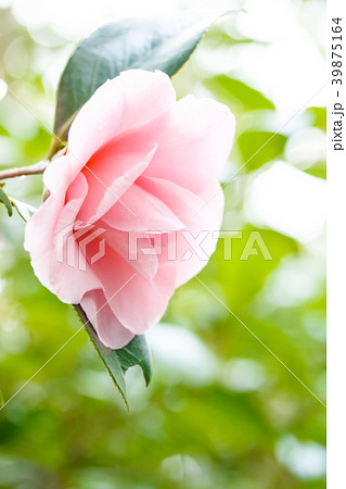 ツバキ・三浦乙女 39875164