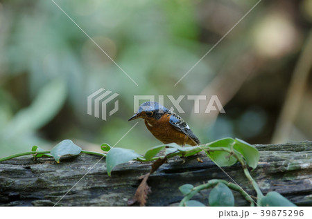 Male of white-throated Rock Thrush Male of white-throated Rock Thrush 39875296