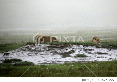 ンゴロンゴロ国立公園 ンゴロンゴロ国立公園 39875355