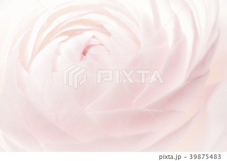 ラナンキュラス 39875483