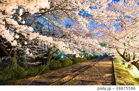 廃線と夜桜（蹴上インクライン） 39875586