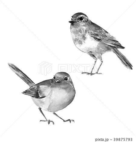 Birds Isolated On White 1 Black And White のイラスト素材