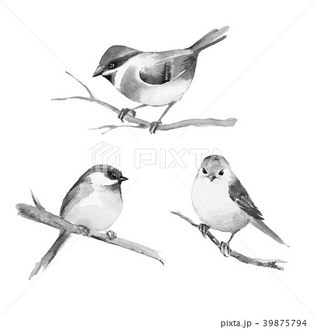 Birds Isolated On White 2 Black And White のイラスト素材