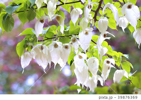 ハンカチノキ 39876369