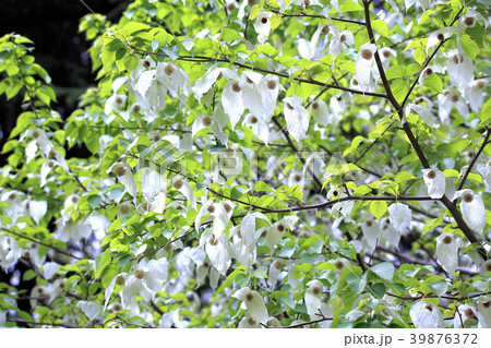 ハンカチノキ ハンカチノキ 39876372