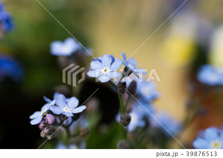 勿忘草 勿忘草 39876513