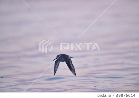 夕焼けに染まった海とハマシギ(北海道) 夕焼けに染まった海とハマシギ(北海道) 39876614