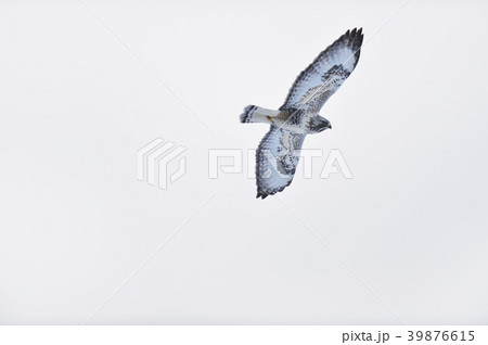 空を飛ぶケアシノスリ（北海道） 39876615