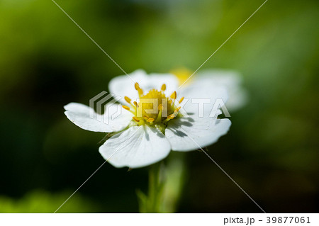 ワイルドストロベリーの花の写真素材 39877061 Pixta