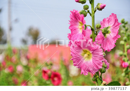 立葵 ホリホック 花葵 39877137