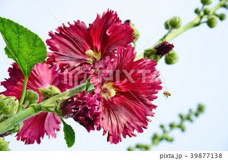 立葵 ホリホック 花葵 39877138