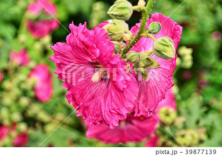 立葵 ホリホック 花葵 39877139