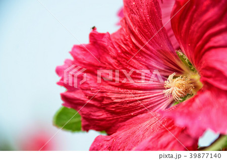 立葵 ホリホック 花葵 39877140