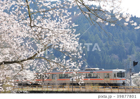 臥龍桜と高山本線 臥龍桜と高山本線 39877801