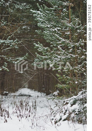 Alley in winter pine more often 857. 39878162