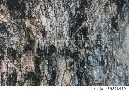 Tree texture wood natural background 39878450