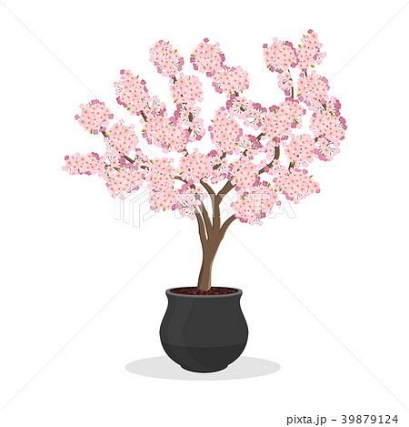 Growing cherries in a container. Sakura blooming. Growing cherries in a container. Sakura blooming. 39879124