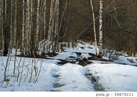 dirt road in the spring forest with thawed patches 39879221