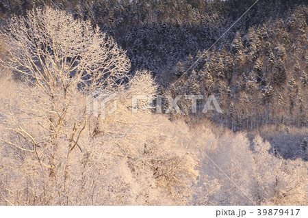 北海道の冬景色、晴れた日の朝、新雪、里山の朝 39879417