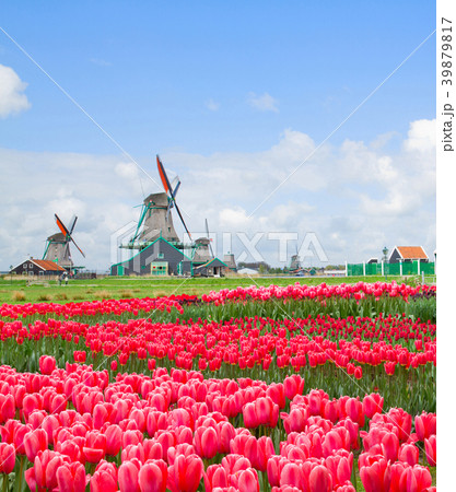 dutch windmill over tulips field dutch windmill over tulips field 39879817