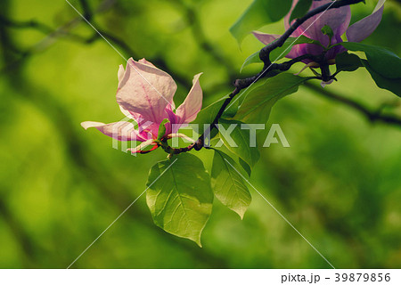 Magnolia spring flowers Magnolia spring flowers 39879856
