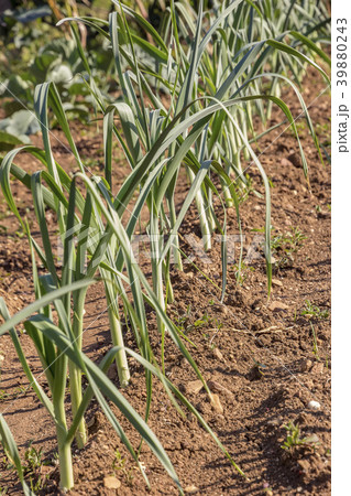 fresh garlic in the garden. fresh garlic in the garden. 39880243