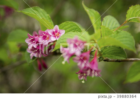 赤花ウツギ 39880364