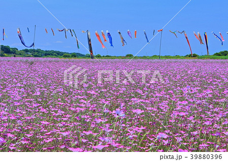 荒川河川敷の麦なでしこ畑(鴻巣) 荒川河川敷の麦なでしこ畑(鴻巣) 39880396