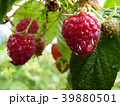 Close Up Macro of Water Red Raspberry Fruit Bush 39880501