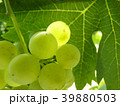 Close Up of Ripe Grape Cluster on Vine 39880503